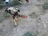 Chickens — 8-rasm