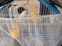 Dalmatin və sarı rəngli iki dalğıç papağanla birlikdə tam dəst quş — 1-rasm
