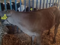 Buğa, Simmental cattle — foto 5