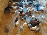 Chickens — الصورة 7