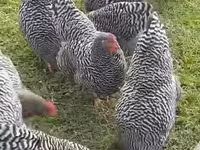 Australorp — Foto 3