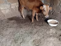 ثور, الماشية — الصورة 4