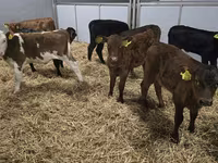 Cow, Simmental cattle — photo 4