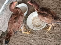 Chickens — 7-rasm
