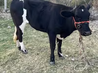 Kuh, Latvian Blue cattle — Foto 1