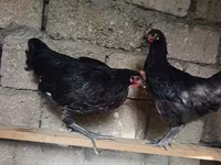 أوسترالورب — الصورة 3