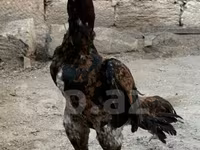Chickens — 3-сурет