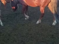 Aygʻir, Kazakh horse — 3-rasm