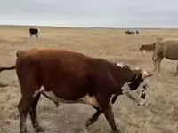 Vaca, Ganado vacuno — foto 2