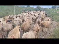 Oveja, Ovejas — foto 4