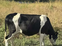 Kuh, Russian Black pied cattle — Foto 4
