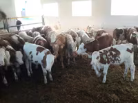 ثور, Simmental cattle — الصورة 2