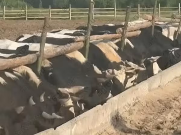 Bulle, Holstein-Rasse