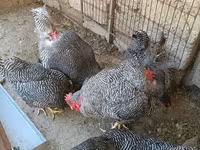 بليموث روك — الصورة 7
