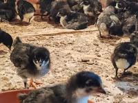 Avstraliya Pit Game quşu — foto 1