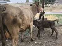 Сиыр, Simmental cattle — 1-сурет