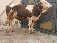 सांड, Simmental cattle — फ़ोटो 1