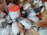 Chickens — Foto 3