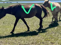 Stute, Horse breed — Foto 1