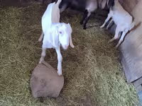 Теке, Nubian Goat — 2-сурет
