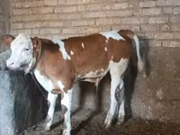Bulle, Simmental cattle — Foto 2