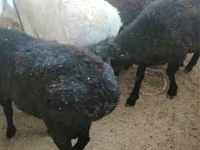 母羊, Sheep — 照片 3