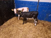 Cow, Cattle — photo 1