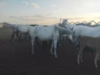 Yegua, Caballos — foto 5