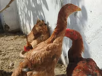 Chickens — Foto 5