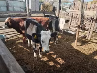 Toro, Simmental cattle — foto 2
