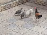 Chickens — Foto 2