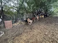 公牛, Swiss cattle — 照片 3