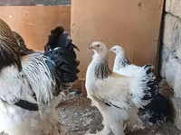 براهما — الصورة 3