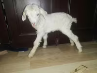 Коза, Nubian Goat — фото 7