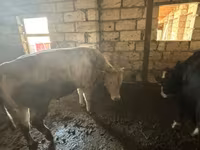 सांड, लाल-धब्बेदार नस्ल — फ़ोटो 3