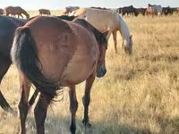 Yegua, Kazakh horse — foto 2