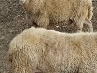 كبش, Assaf sheep — الصورة 1