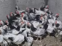 Chickens — Foto 2