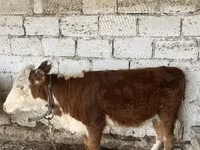 Kuh, Kasachische Weißkopfkuh — Foto 2