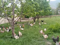 Chickens — 1-сурет