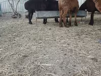 Ziegenbock, Ziegen — Foto 2