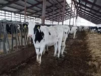 Kuh, Yaroslavl cattle — Foto 2