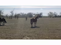 Yegua, Kazakh horse — foto 6