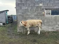 Vaca, Simmental cattle — foto 3