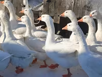 लिंडा — फ़ोटो 8