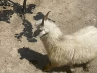 Cabra, Angora goats — foto 1