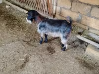 Cabra, Cabras — foto 6
