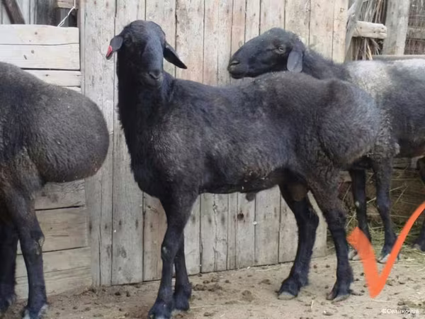 Oveja, Ovejas