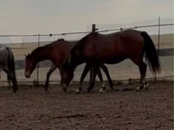 Stute, Kazakh horse