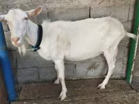 Goat, Saanen goat — photo 6